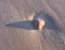 Squidward?