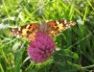 Butterfly on pink clover, October 2004