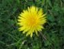 Dandelion flower, April 2004