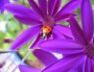 Ladybird, back garden