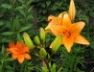 Chagford lillies, St Andrews