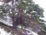 Tree, Creag Loisgte, Glenmore, Feb 2005